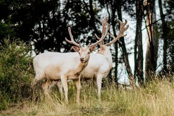 Deer NZ summer festival